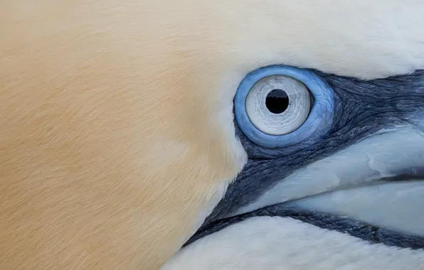 Picture bird, eye, gannet