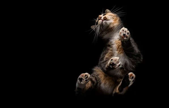 Cat, cat, pose, black background, food, bottom view, motley, trehlistna