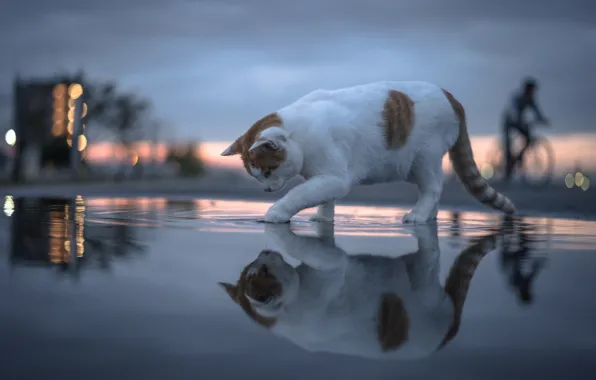 Picture cat, cat, water, reflection, bokeh
