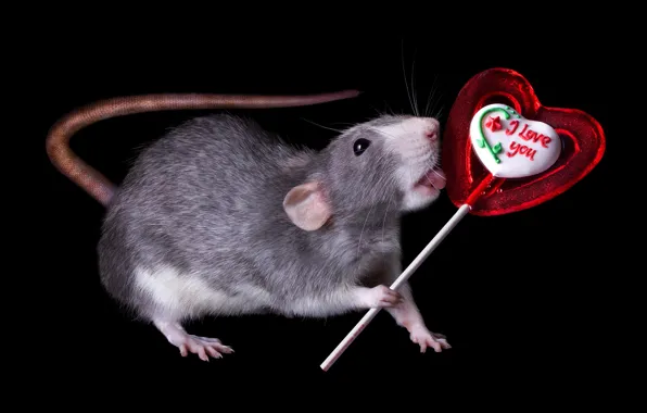 Picture heart, mouse, candy, hearts, black background, dessert, rat, on a stick