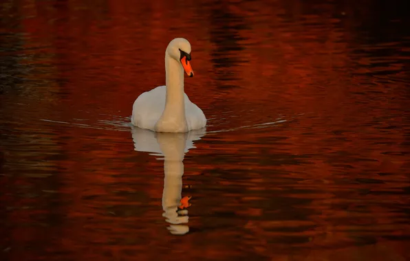 Water, reflection, bird, Swan