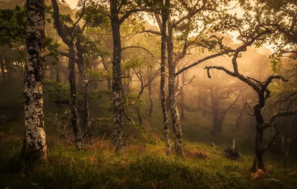 Picture forest, nature, fog