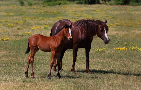 Field, summer, flowers, nature, horse, horse, two, pair