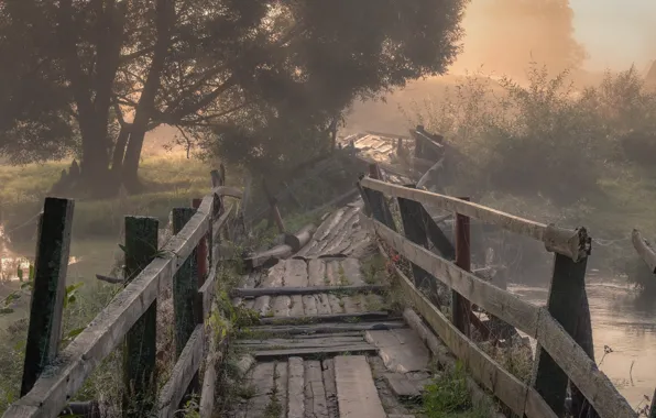 Summer, light, trees, bridge, fog, lake, pond, river