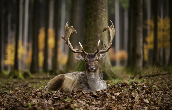 Autumn, leaves, deer