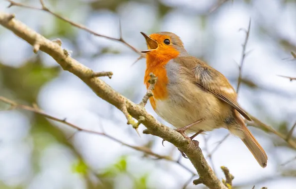 Picture orange, branches, nature, bird, beak, bird, sings, Robin