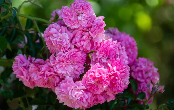 Picture roses, pink, a lot, rose Bush