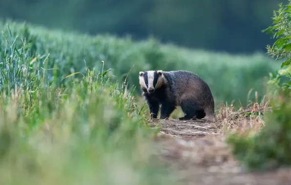 Grass, path, badger