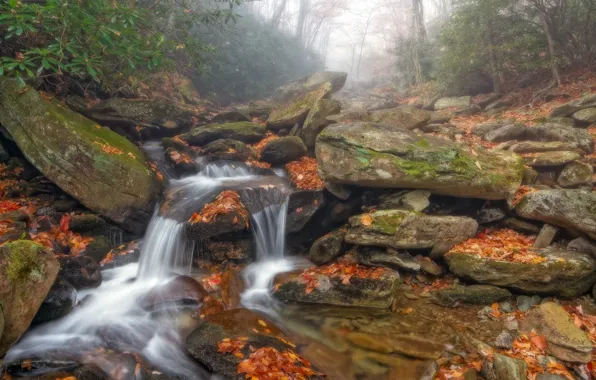 Forest, rocks, shore, waterfall, stream