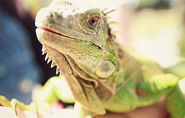 Thailand, Animals, lizards