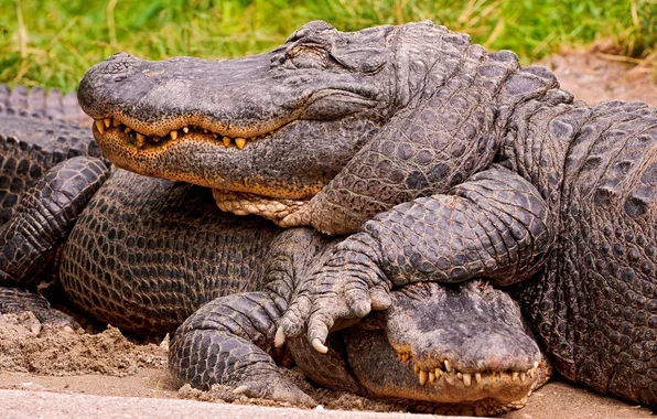 Picture reptiles, feet, teeth, scales, crocodiles