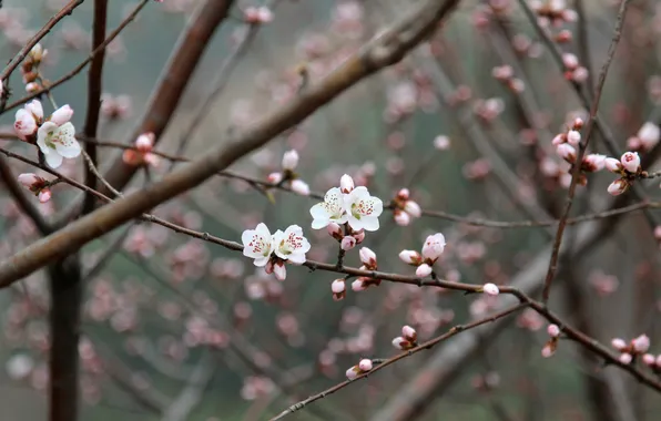 Picture pink, flowers, china, plum flower