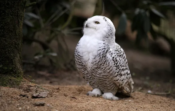 Picture background, owl, profile, white