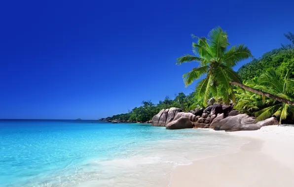 Picture sand, sea, beach, tropics, palm trees, shore, summer, sunshine