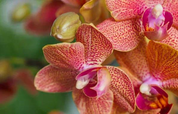 Macro, orchids, exotic, Phalaenopsis