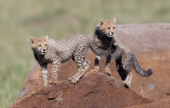 Cats, stone, pair, cheetahs, cubs