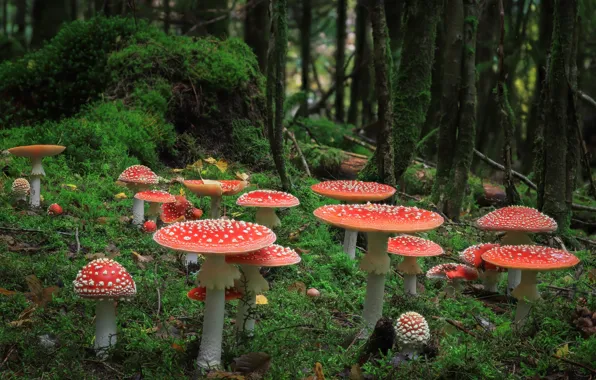 Autumn, forest, trees, branches, glade, mushrooms, mushroom, moss