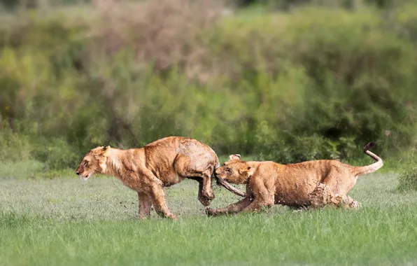 Lions, playing, mud, Tanzania, cubs, The Ngorongoro Conservation Area, Arusa