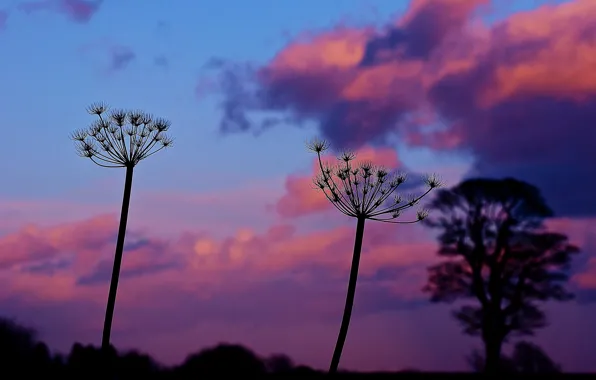 The sky, clouds, macro, sunset, plant, the evening
