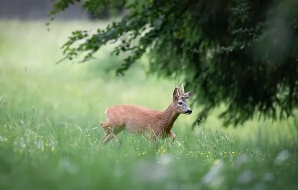 Summer, grass, branches, nature, tree, glade, deer, meadow