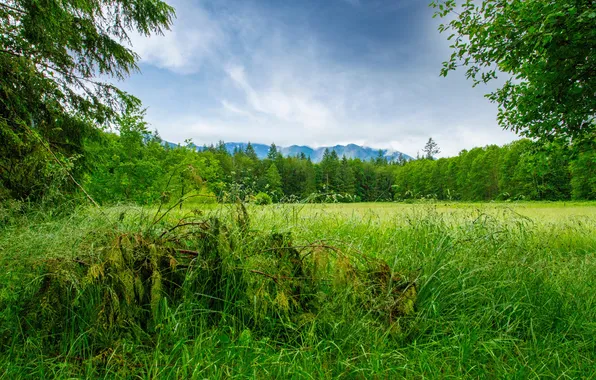 Picture forest, the sky, grass, clouds, trees, landscape, mountains, nature