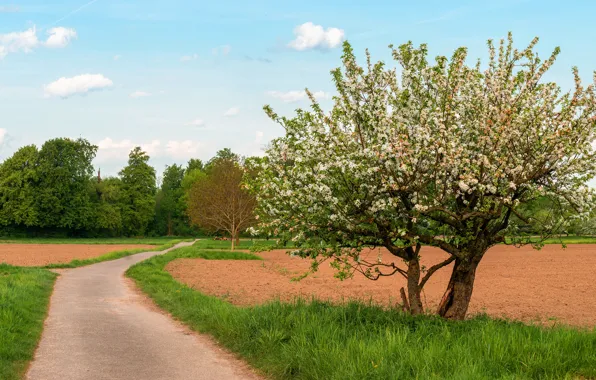 Picture trees, nature, spring, flowering