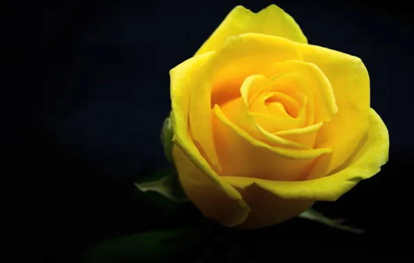 Rose, Yellow, Flower, Bud