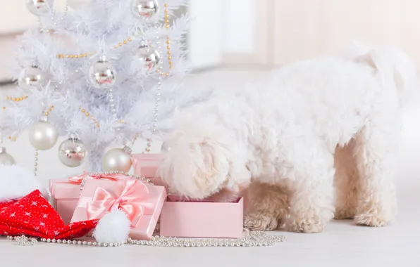 Holiday, new year, Christmas, dog, christmas, new year, dog