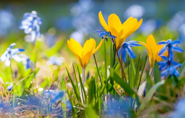 Picture light, flowers, blue, yellow, glade, spring, crocuses, bokeh