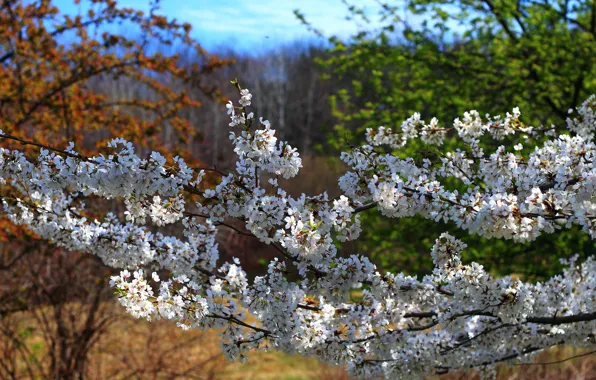 Picture nature, Spring, flowering, nature, spring, flowering