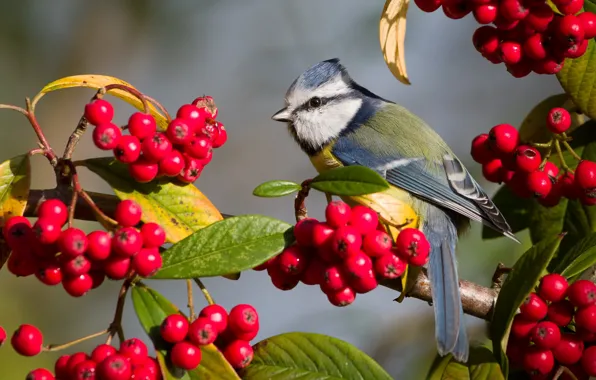 Branches, berries, background, bird, fruit, Rowan, bunches, tit