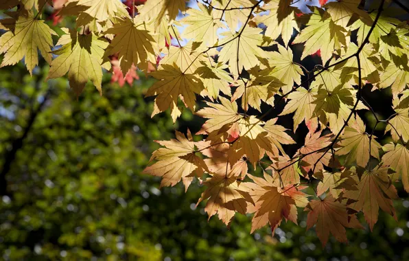 Autumn, leaves, branches