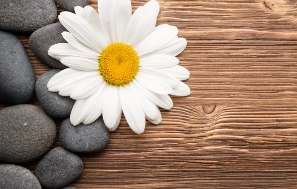 Picture flower, stones, Daisy, wood, camomile