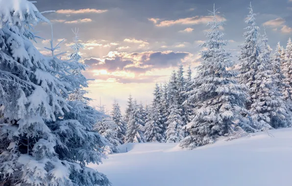 Winter, frost, forest, the sky, clouds, light, snow, trees