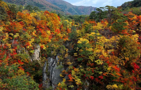 Picture autumn, forest, the sky, trees, mountains, rocks