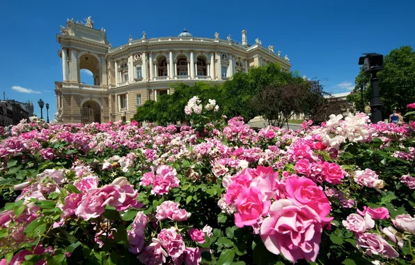Flowers, the building, roses, theatre, Ukraine, the bushes, Odessa