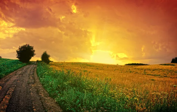 Field, summer, sunset