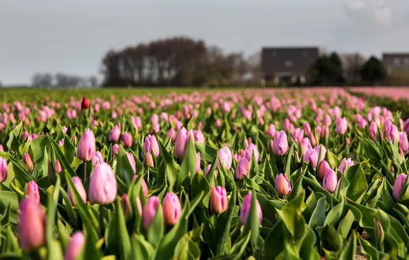 Field, nature, tulips