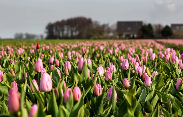 Picture field, nature, tulips