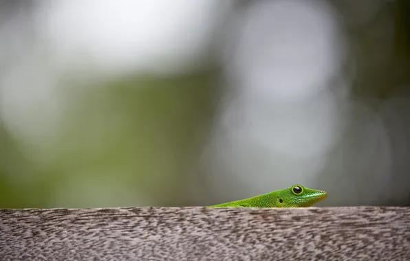 Nature, background, lizard
