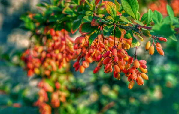 Autumn, branches, berries, fruit, bokeh, barberry