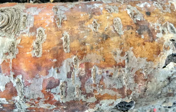 Nature, tree, Wallpaper, beautiful, bark, texture