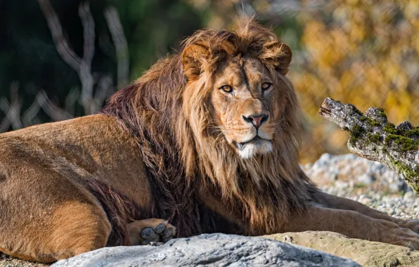 Picture autumn, look, face, light, branches, nature, pose, stones