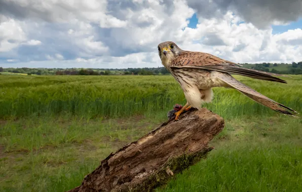 Nature, bird, stump, Falcon, bitches