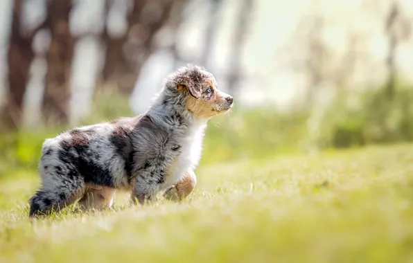 Summer, look, each, dog