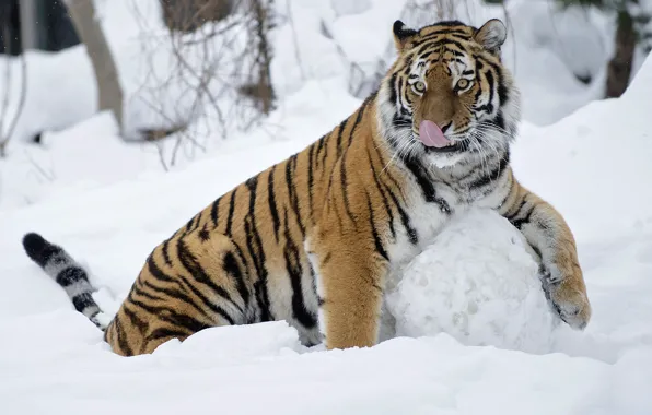 Picture the game, Tigress, fun, snowball