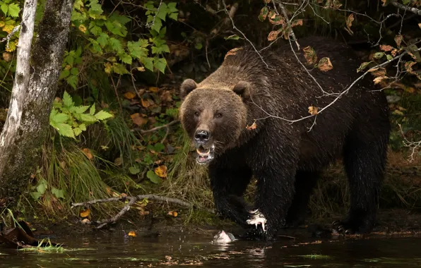 Picture autumn, grass, look, face, shore, bear, pond, brown