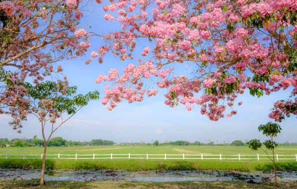 Field, grass, trees, branches, river, spring, flowering, landscape
