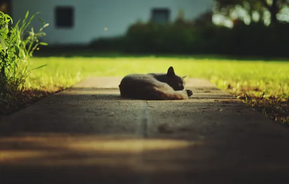 Cat, sleep, weed, cat, bokeh