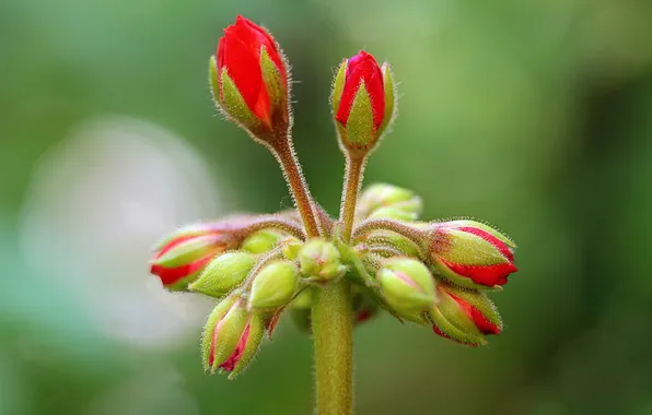 Flowers, plant, inflorescence